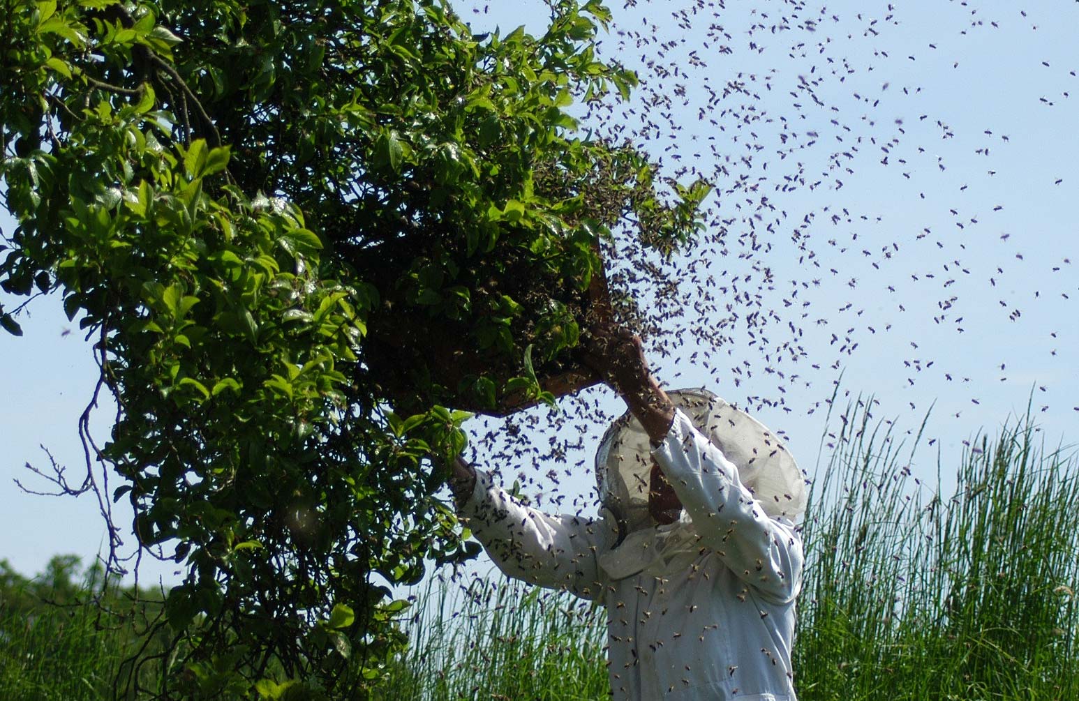 5 estrategias efectivas para atraer abejas a una colmena vacía
