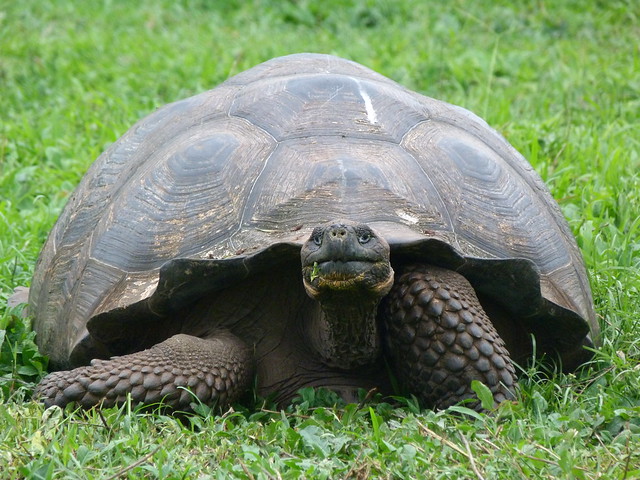 Soluciones para calmar la inquietud de tu tortuga: ¡encuentra la tranquilidad que necesita!